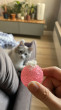 Отзыв на Игрушка для кошек «Хвост кроличий» от Юлия