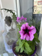 Отзыв на Петуния «Дэдди орхид F1», крупноцветковая, 10 шт от Венера