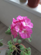 Отзыв на Семена. Пеларгония «Павла F1», 4 шт от Антонина
