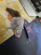 Отзыв на Игрушка-мышь с хвостом из натуральной норки «Майя» от Мария Старжинская