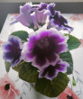 Отзыв на Семена. Глоксиния «Аванти синяя с белым краем F1», 5 шт от Марчук Наталья