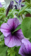 Отзыв на Петуния голубая с прожилками «Тритуния F1» от Виктория