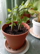 Отзыв на Цветочный горшок «Glinka» (диаметр 13 см) от Елена Викторовна