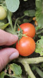 Отзыв на Томат «Сахарная гроздь» от Мария Александровна