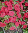 Отзыв на Петуния ампельная «Лавина красная F1» от Марчук Наталья