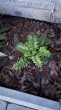 Отзыв на Семена. Синюха голубая «Лазурь», 0,1 г от 🍀🌱☘️🌿Гүлмира Кенжалықызы