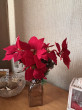 Отзыв на Букет пуансеттия от Юлия