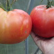 Отзыв на Томат «Сибирский килограмм» от Ирина Викторовна