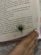 Отзыв на Влюблённая ведьма. Восхитительная ведьма. Комплект из 2 книг от Даметкен