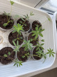 Отзыв на Люпин «Гейзер» от 🍀🌱☘️🌿Гүлмира Кенжалықызы