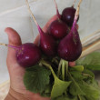 Отзыв на Семена. Редис «Малага», фиолетовый 2 г от Галина Владимировна