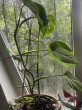 Отзыв на Опора для комнатных растений от Карина