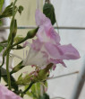 Отзыв на Семена. Ипомея «Леди Флер», махровая, 0,3 г от людмила