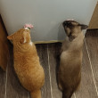 Отзыв на Леденец с кошачьей мятой от Анастасия