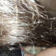 Отзыв на Краска для волос «Treatment Color Cream», оттенок Dark Brown от Елизавета