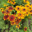 Отзыв на Рудбекия волосистая, смесь сортов «Бабье лето» от Галина
