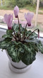 Отзыв на Семена. Цикламен «Розмари» персидский, 3 шт от Анна