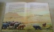 Отзыв на Рикки Тикки Тави и другие сказки от Iрина