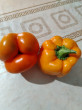 Отзыв на Перец сладкий «Оранжевый куб» от Айгүл