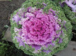 Отзыв на Семена. Капуста декоративная «F1 Нагойя розовая», 7 шт от Викторина Юрьевна