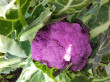 Отзыв на Семена. Капуста цветная «Пурпурная», 0,2 г от Обухова Любовь Юрьевна