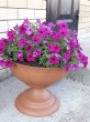 Отзыв на Петуния «Джоконда F1», пурпурная от Оксана