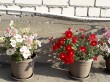 Отзыв на Семена. Петуния крупноцветковая «F1 Дольче Трио», 10 шт от Оксана