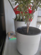 Отзыв на Горшок для цветов от Бота