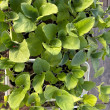 Отзыв на Семена баклажана «Чудо-богатырь» от 🍀🌱☘️🌿Гүлмира Кенжалықызы