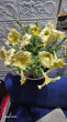 Отзыв на Семена петунии ампельной «Avalanche Yellow Caprice» от Иван