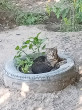 Отзыв на Когтерез для кошек и собак мелких пород от вера