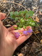 Отзыв на Семена «Колокольчик круглолистный Дюймовочка голубая. Campanula medium L» от Александра