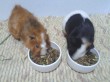 Отзыв на Корм для морских свинок «Nature Cavia» (750 г) от Людмила