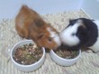 Отзыв на Корм для морских свинок «Nature Cavia» (750 г) от Людмила