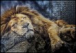 Отзыв на Пазл «Спящий лев», 1000 элементов от Наталья