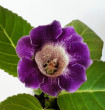 Отзыв на Семена. Глоксиния гибридная «Императрица F1», пурпурная, 5 шт от Сергей