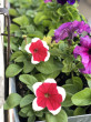 Отзыв на Семена. Петуния «Мираж F1», красная, 10 шт от Ольга