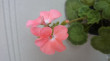 Отзыв на Семена. Пеларгония «Магия лета F2», персиковая от Мария