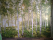 Отзыв на Фотообои «Sunday» (368 х 248 см) от Brandyn Purdy IV