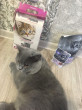 Отзыв на Корм сухой для кошек с ягненком от Dr. Elmo Krajcik IV