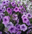 Отзыв на Семена. Петуния суперкаскадная «F1 Волна Сливовая», 4 шт от Вячеслав