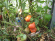 Отзыв на Семена. Томат раннеспелый «Сто пудов» от Наталья Николаевна