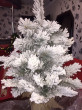 Отзыв на Ель декоративная «Метелица» от Guiseppe Connelly