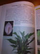 Отзыв на Уход за комнатными растениями. Практические советы любителям цветов от Нонна
