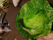 Отзыв на Салатник «Cabbage» от Наталья Тихоновна
