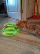 Отзыв на Игрушка интерактивная для кошек «Twister» от Софья