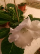 Отзыв на Семена. Глоксиния Аванти F1 «Вайт» 8 шт от Галина
