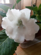 Отзыв на Семена. Глоксиния Аванти F1 «Вайт» 8 шт от Галина