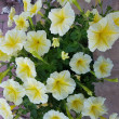 Отзыв на Семена. Петуния «F1 Лавина желтая звезда», 7 шт от Татьяна