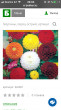 Отзыв на Семена. Георгина «Помпонная», смесь, 0,3 г от 🍀🌱☘️🌿Гүлмира Кенжалықызы